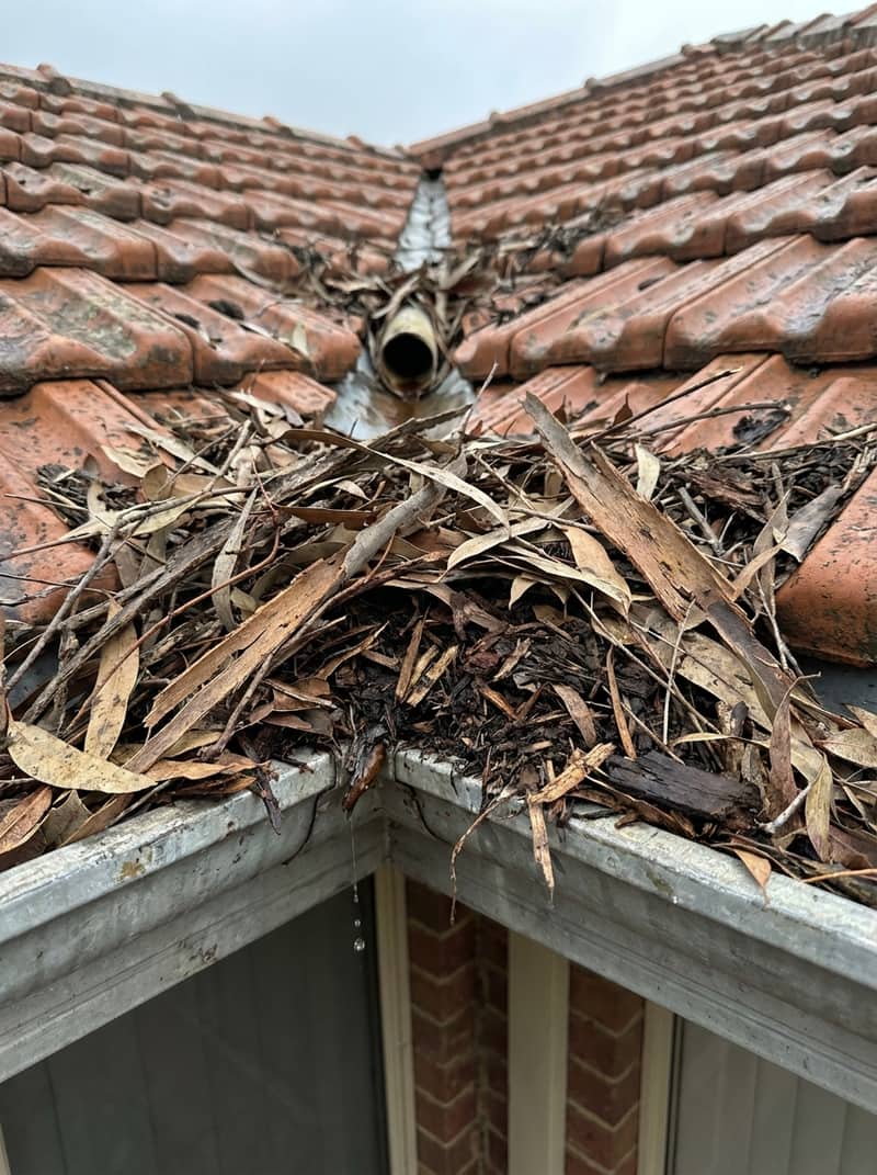 Perth residential gutter showing debris build-up before professional cleaning